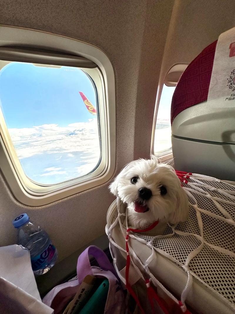 自5月28日起,乘天津航空西安出港航班可携带宠物进客舱