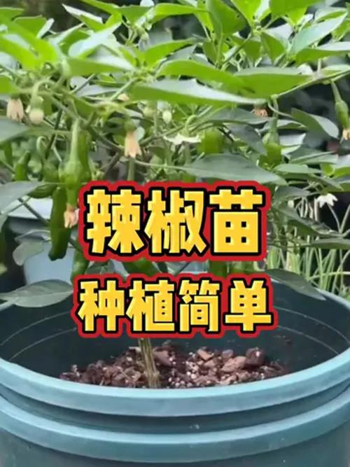 湘村小品牌计划|“85后”辣妹子培育辣椒苗,链接农业之甜