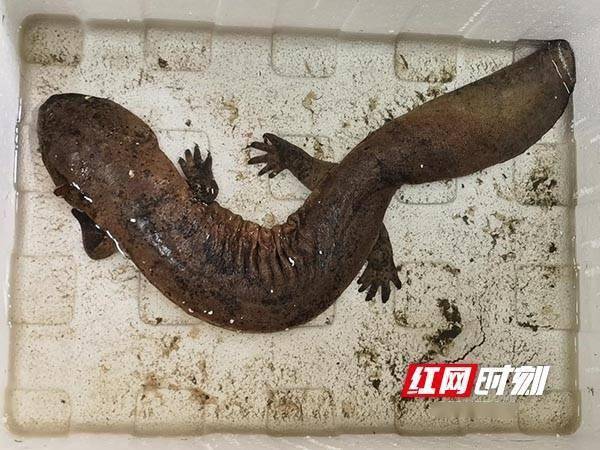 娃娃鱼误闯无为一农家院 被放归长江