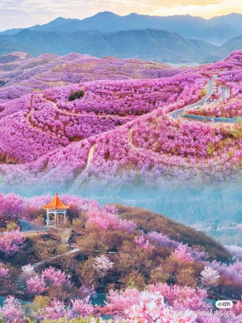 锦绣中国年丨福建清流台创园2000亩樱花盛放引客来