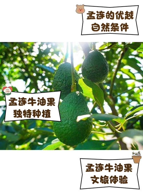 云南孟连3.5万亩牛油果进入挂果期