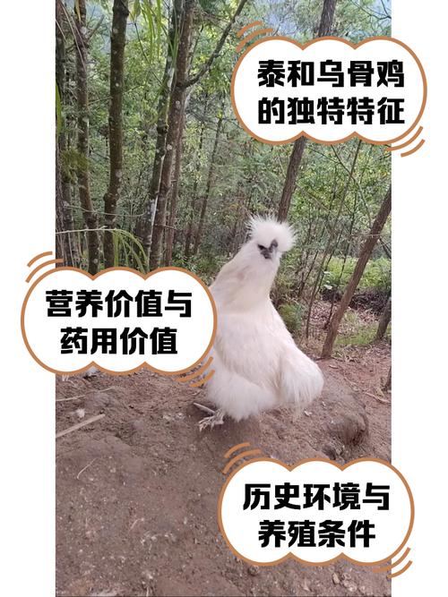 江西省泰和县培育乌鸡产业擦亮品牌 丰富产品