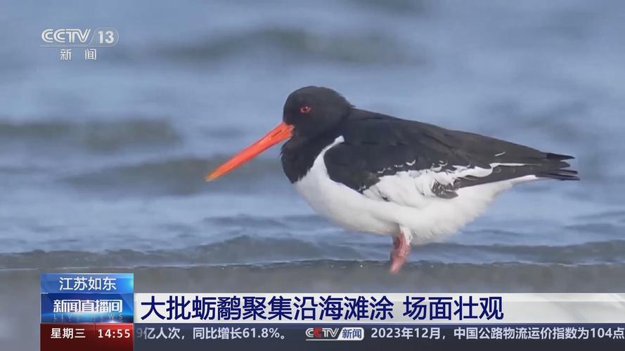 场面壮观!大批蛎鹬聚集江苏如东沿海滩涂