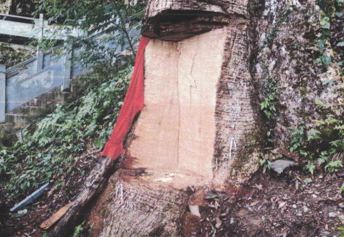 拯救被盗割的“古楠木王”