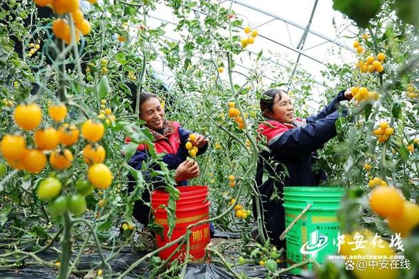秋季转场、优化品种、全链条产业助增收 牧民“致富路”越走越宽阔