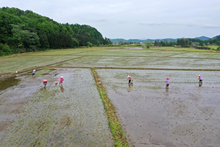 广东早稻插秧近半 169万亩高标准农田投入使用