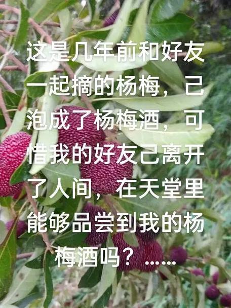 摘完杨梅,丽水一男子进了抢救室!医生提醒:近期高发,要特别注意!