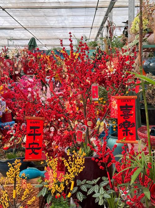 “花”样过年 海口摆放46万余盆花卉营造喜庆氛围迎新春