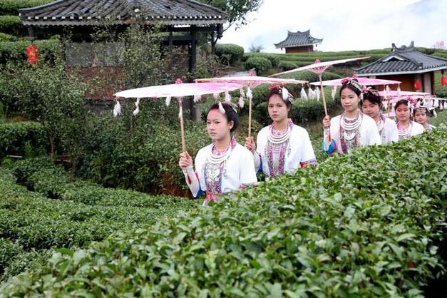 广西三江:茶园风情醉游人