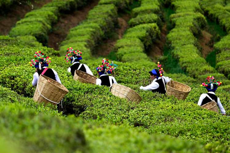 大理南涧:茶叶订单旺 新年忙生产