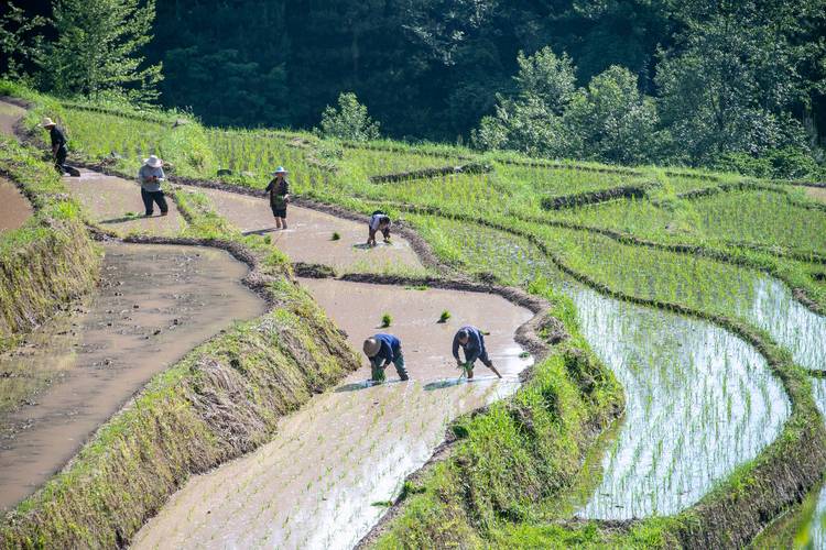 重庆石柱:特色产业富山乡