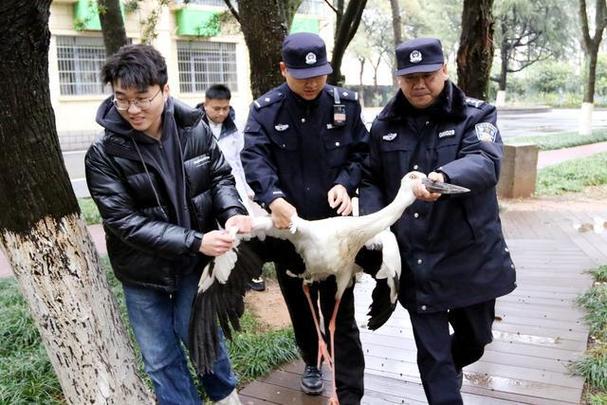 江西南昌警民接力成功救助“林中仙子”白鹇