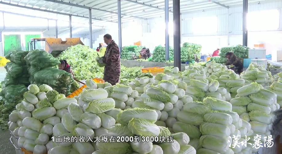 冬捕、采收忙绘就好“丰”光 神州大地展现活力四射万千气象