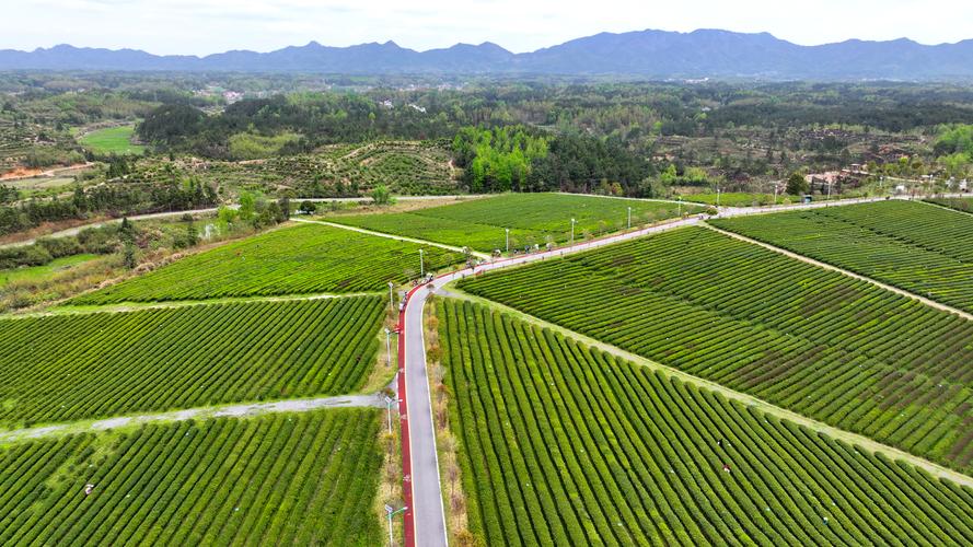 湖南江华:茶旅融合助力乡村振兴(组图)
