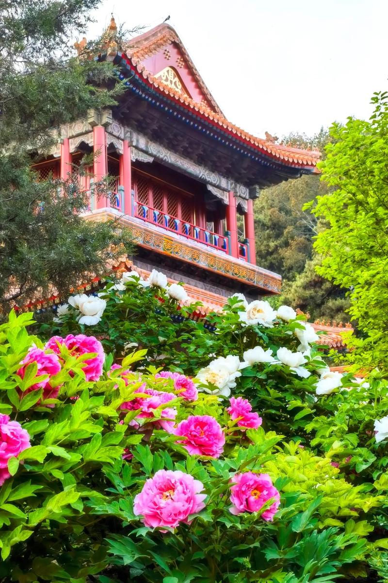北京：牡丹花开迎客来