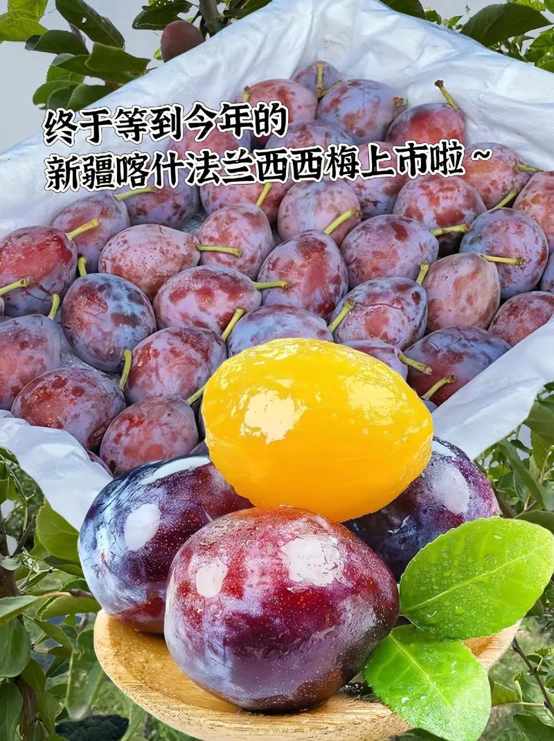 突破瓶颈 新疆西梅产业有了新的“保鲜之道”