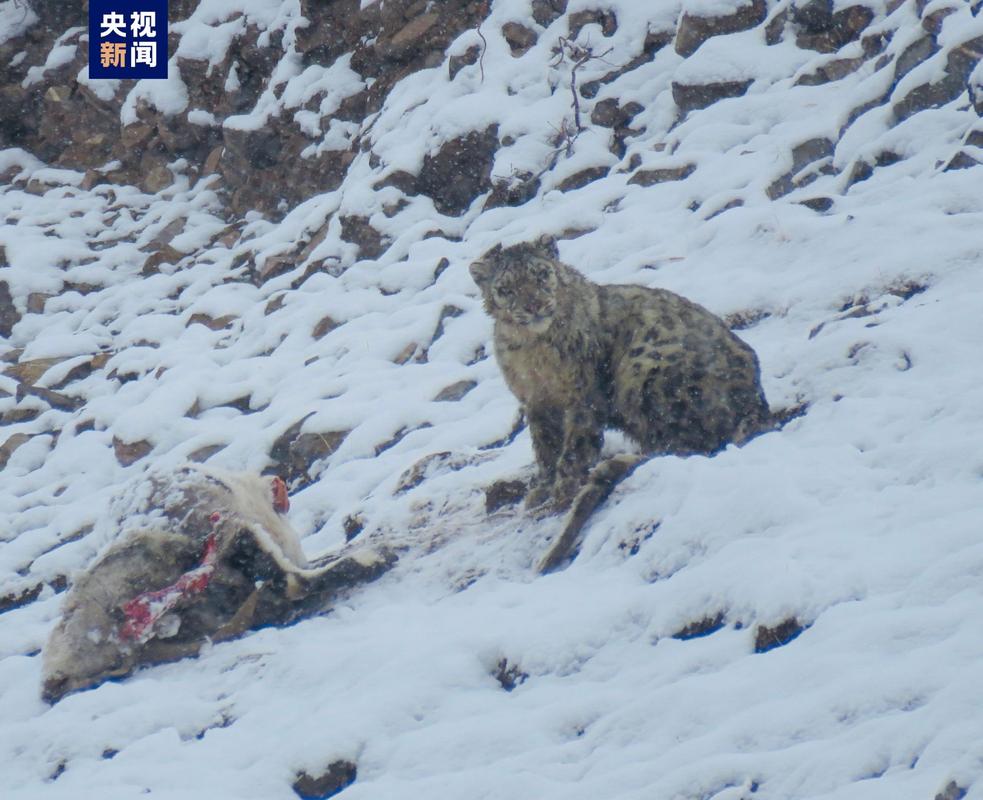 萌态十足!近距离4K影像看“雪山之王”