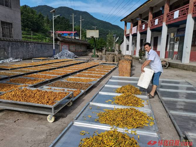 澧县种植中药材6.9万亩 年产值超10亿元