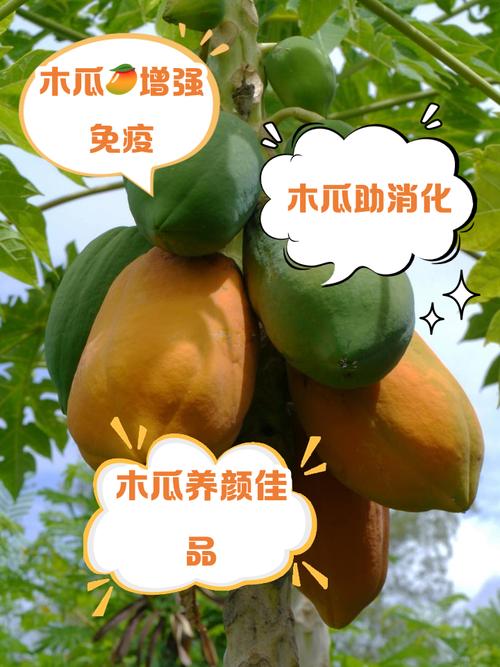 木瓜挂枝头,订单已到手 三亚适度规模构建产销协同平台