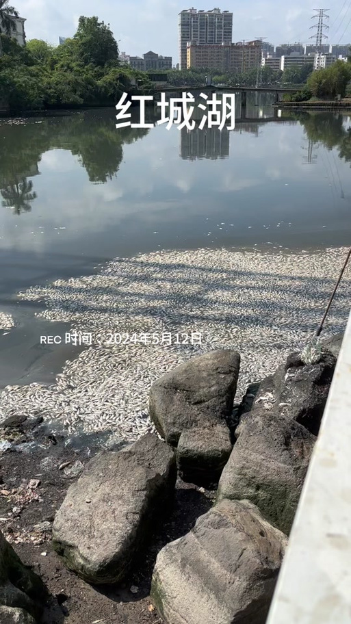 海口红城湖出现大量死鱼 主要原因→