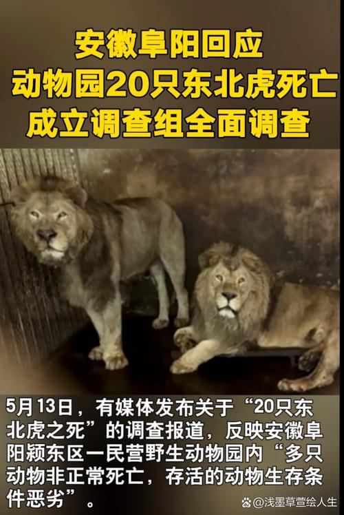 安徽阜阳一动物园20只东北虎死亡?官方:成立调查组进行全面调查