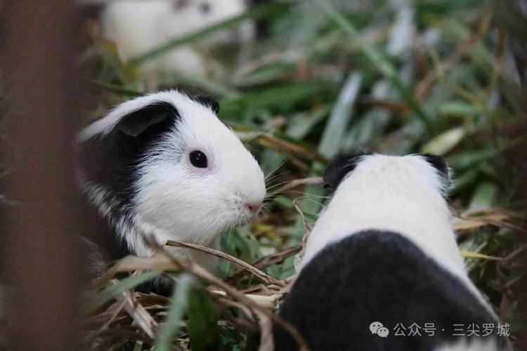 广西罗城:“小豚鼠”成致富萌宠