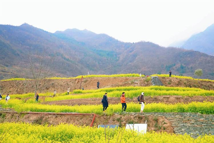 陇南文县:油菜花迎冬绽放醉千山