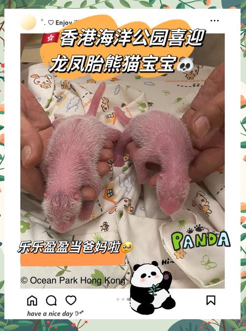 熊猫:“妈妈,这两只好像有点怪”