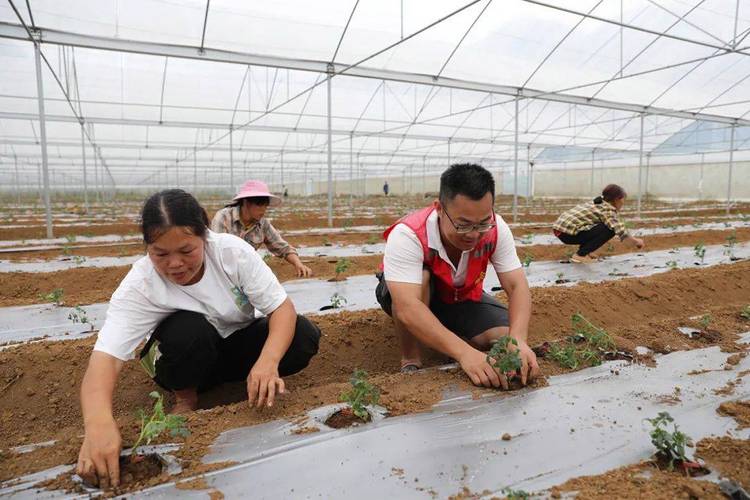 东方板桥镇利章村探索盐碱地开发新路子 成功种植冰菜,带动村民增收
