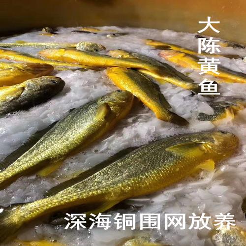 (聚焦中国高质量发展)“浙东黄金港湾”涌出条条“大黄鱼”