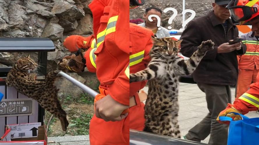 “奶凶奶凶的”~豹猫受伤被困 民警救助放归