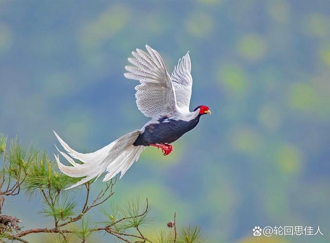 “林中仙子”白鹇飞入祁门县一政务服务大厅