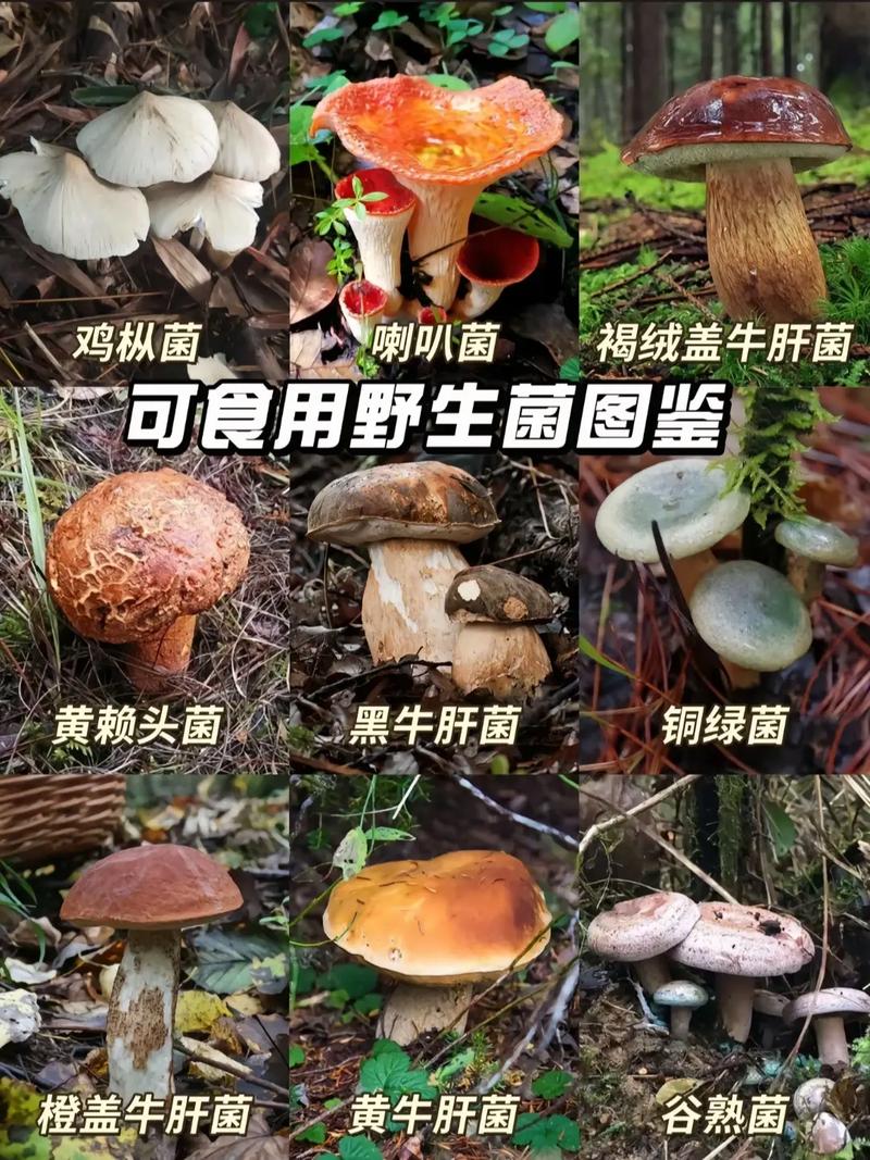 云南有多少种野生菌?答案超乎想象!