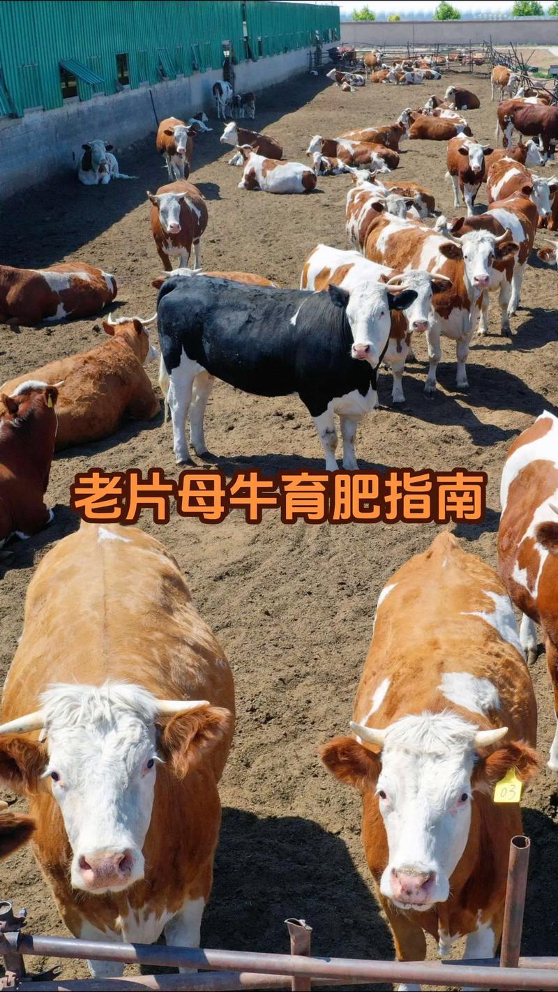 农业农村部:督促地方加快把基础母牛扩群提质项目资金兑现到养殖场户,稳住基础母牛群体数量