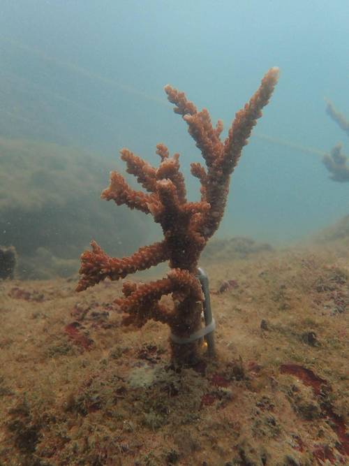 培育超10万株珊瑚母株 他们潜入海底“植树造林”