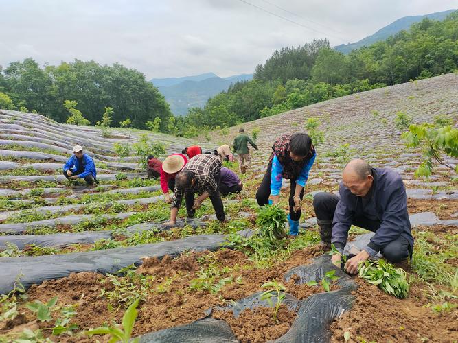 (乡村行·看振兴)福建永定:千亩辣椒栽种忙