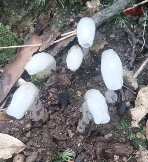 江西发现国家近危级珍稀植物