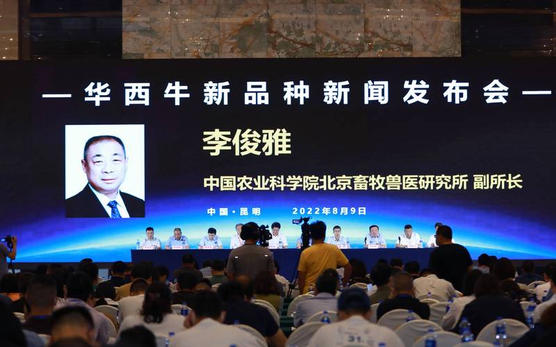 我国自主知识产权肉牛新品种达到国际先进水平 降低进口依赖效果显著