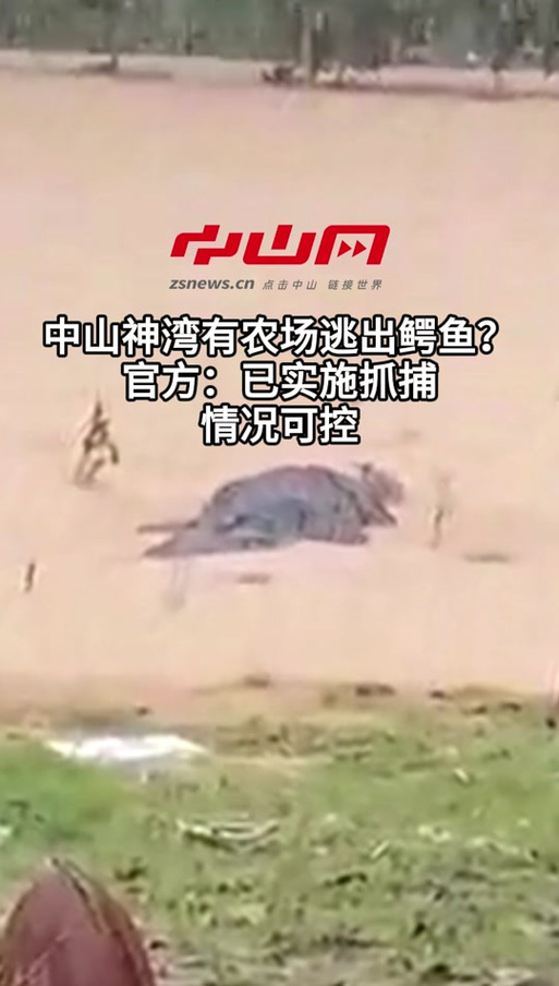 广东中山4条出逃鳄鱼已找回3条 目前情况可控
