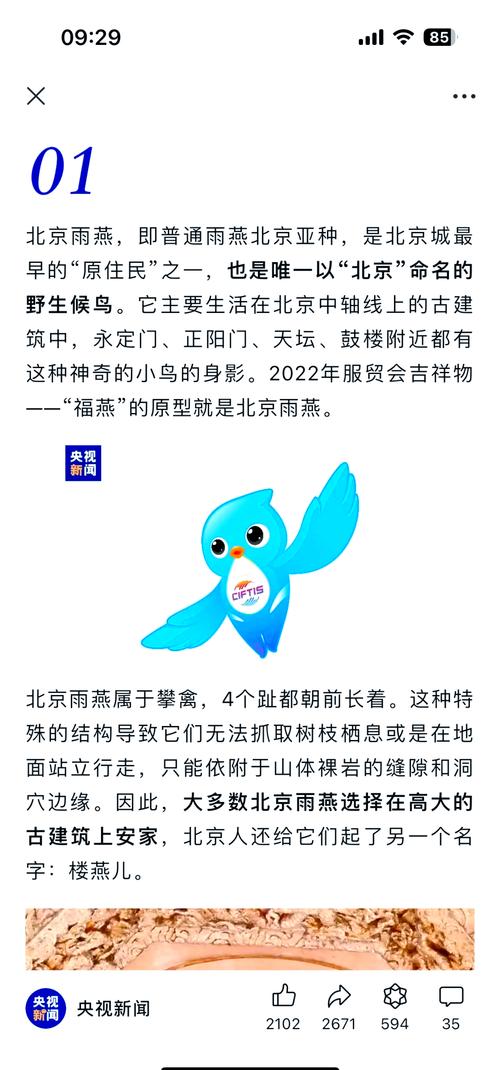 北京城最古老的“原著民”之一 神奇的雨燕→