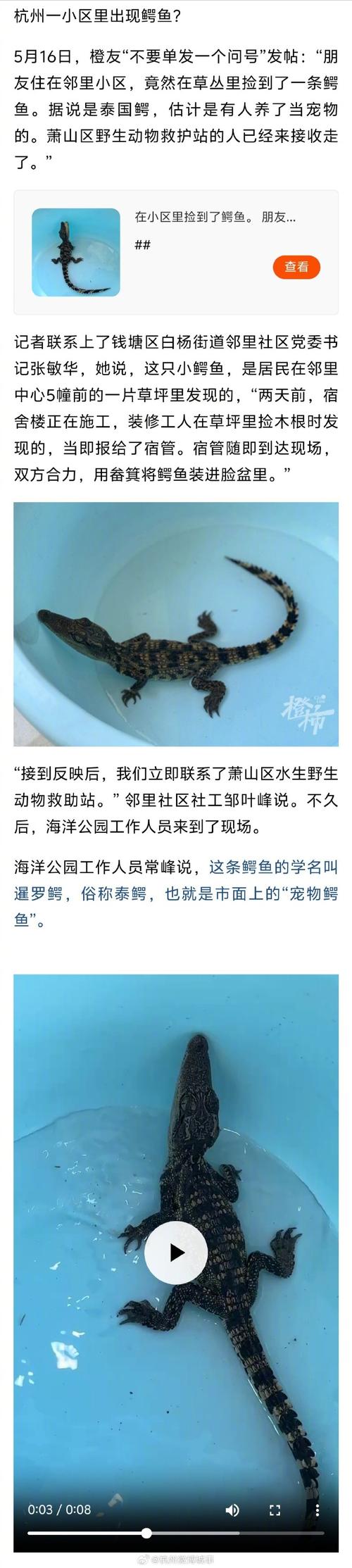 杭州一小区内,有人捡到一条鳄鱼!