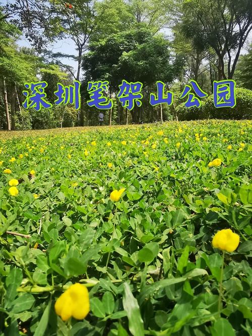 笔架山公园里藏着一片国家二级重点保护植物 夏日流萤 “蕨”代风华